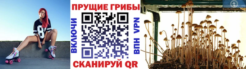 Галлюциногенные грибы GOLDEN TEACHER Санкт-Петербург